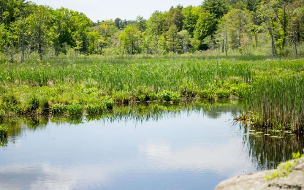 Its a picture of stagnant water to show unsafe water to drink from